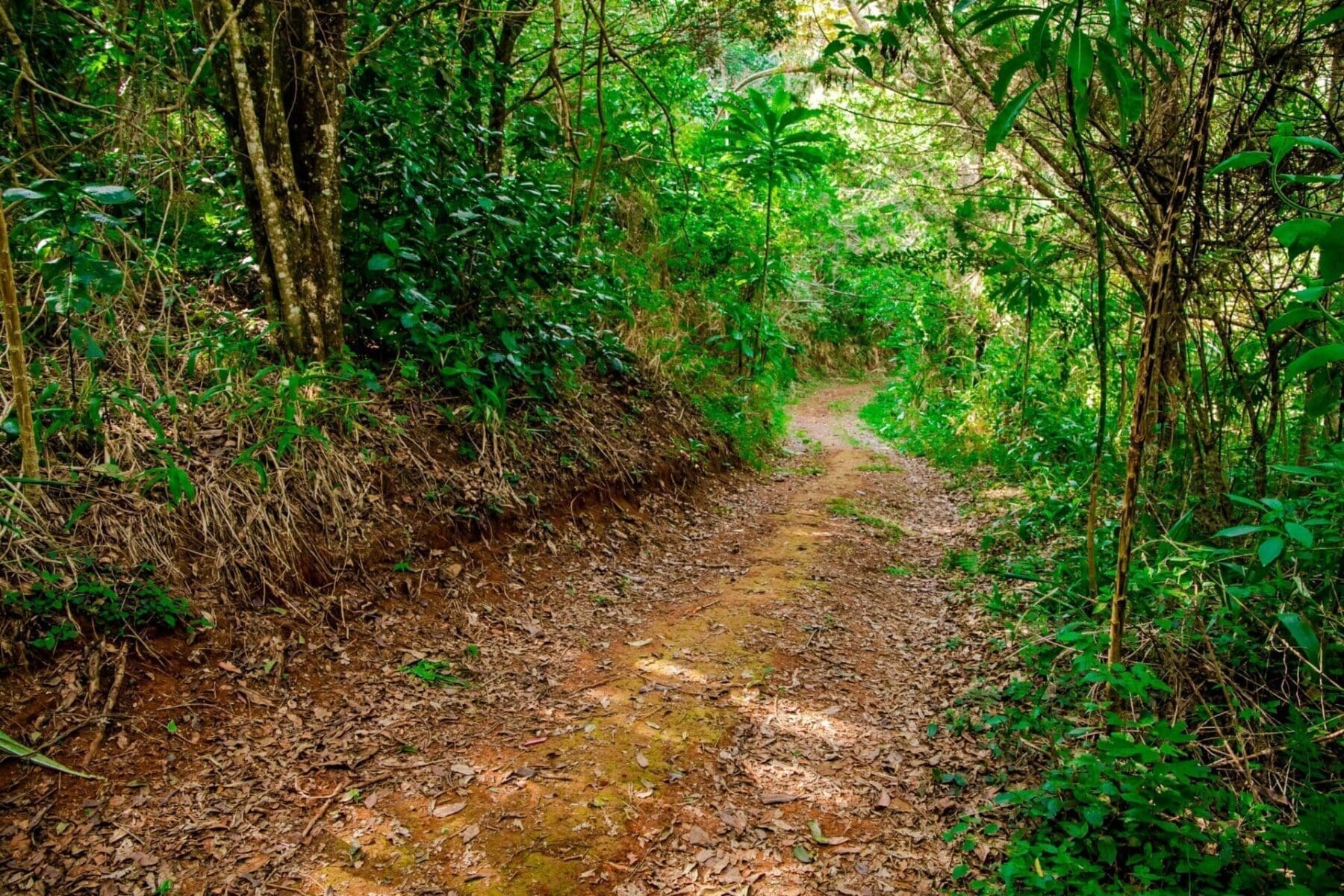 Forest Walks and Mindful Meetings: How Nature Elevates Events