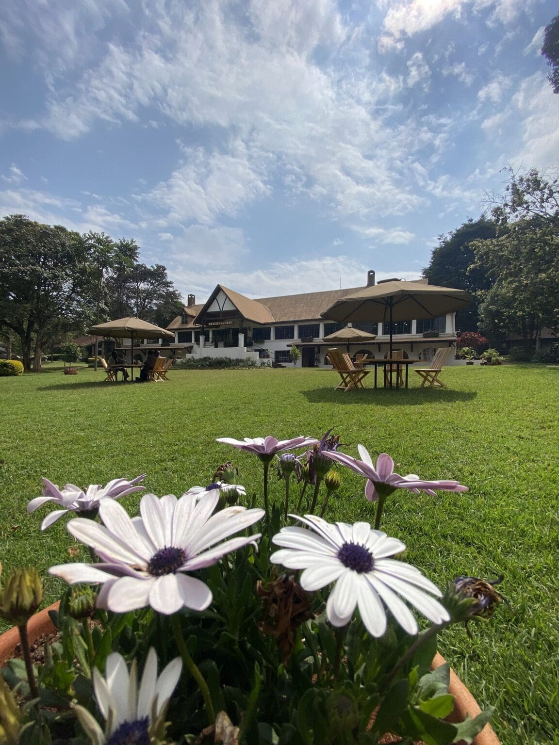 Daisys and the BHK bulding