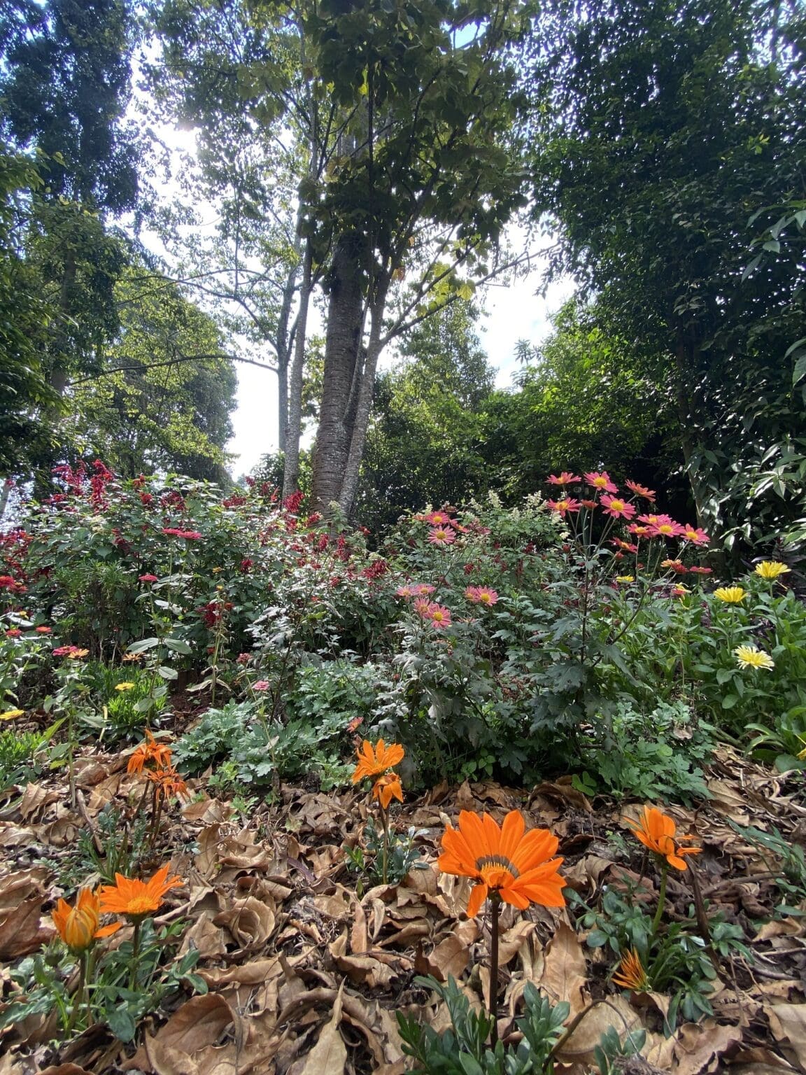Entrance garden flowers