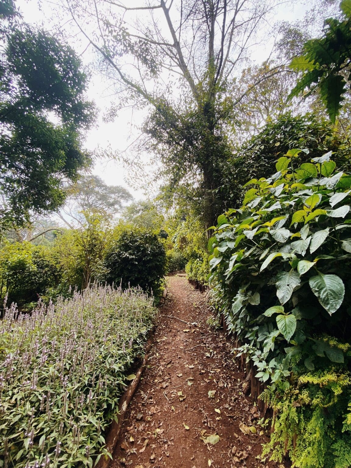 Indigenous flower garden