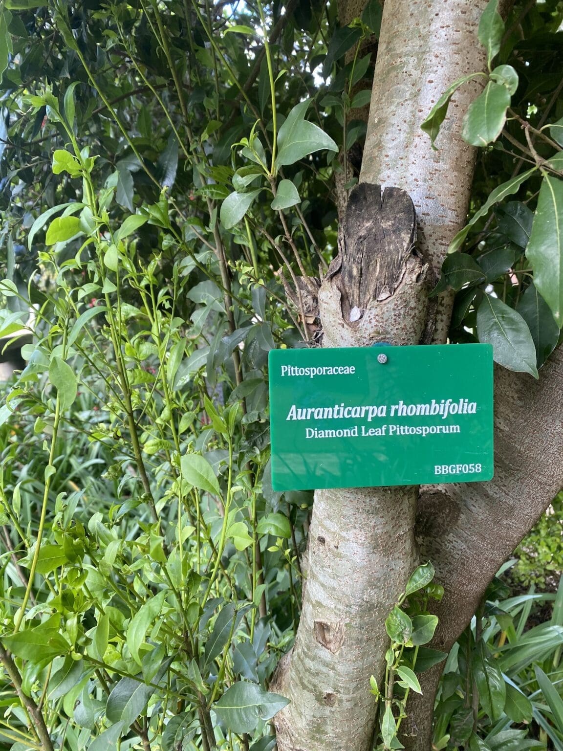 New tree tags up