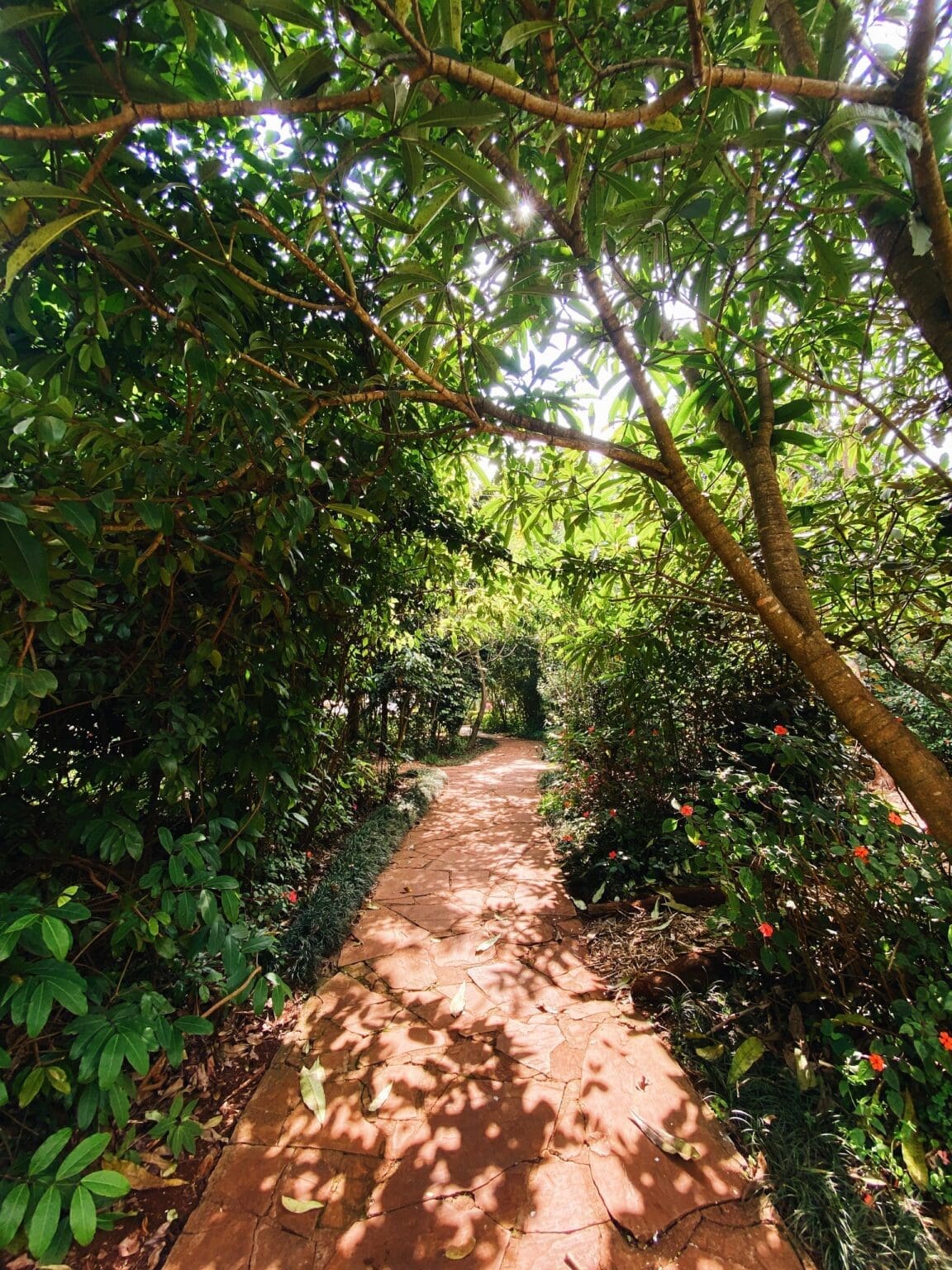 Rubiaceae garden