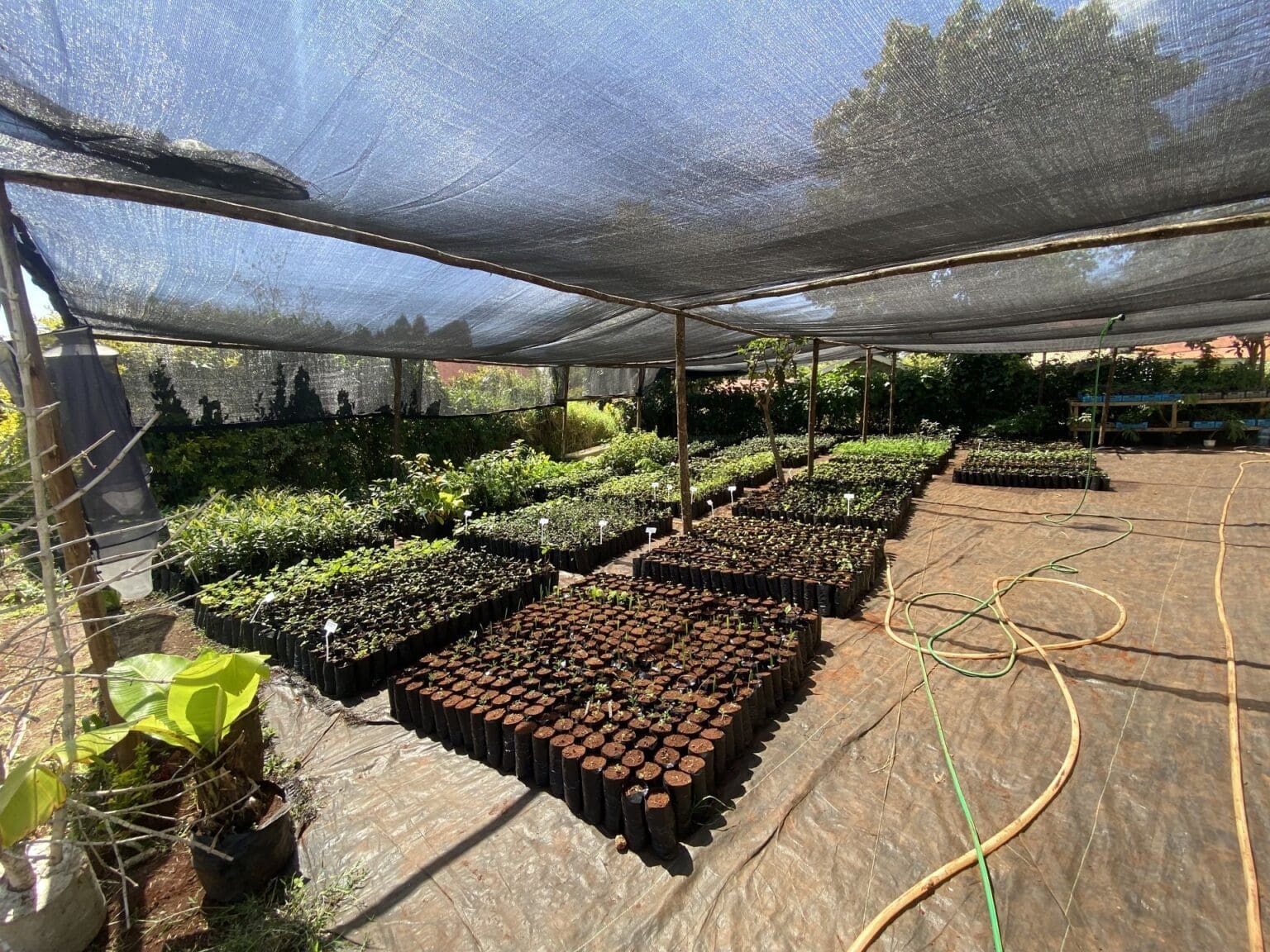 cer-k tree nursary